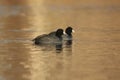 A Pair of American Coots Swimming on gold water