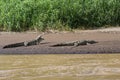 Pair of American Crocodiles sunning Royalty Free Stock Photo