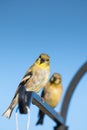 Pair of American Goldfinches Looking at Camera