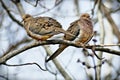 Pair of American mourning doves zenaida macroura or rain dove Royalty Free Stock Photo