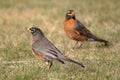 American Robins