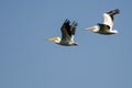 Pair of American White Pelicans Flying in a Blue Sky Royalty Free Stock Photo