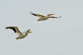 Pair of American White Pelicans Flying in a Blue Sky Royalty Free Stock Photo