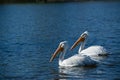 Pair of American white pelicans swimming in blue lake