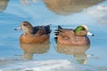 Pair of American Wigeon