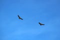 Pair of Andean Condor flying in the Blue Sky over the Colca Canyon, Peru Royalty Free Stock Photo