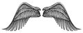 Pair of angel wings in vintage engraving style. Hand drawn heraldic bird wing vector illustration