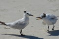 Pair of Angry Terns on a Beach in Florida Royalty Free Stock Photo