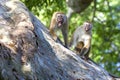 A pair of angry Toque macaques in Yala National Park in Sri Lanka. Royalty Free Stock Photo