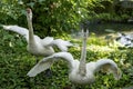 pair of angry Whooper swan, Cygnus cygnus, attacks a photographer