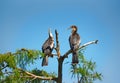 An pair of anhinga perched in a tree. Royalty Free Stock Photo