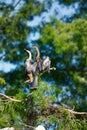 An pair of anhinga perched in a tree. Royalty Free Stock Photo