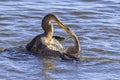 Anhingas Love And Affection Royalty Free Stock Photo