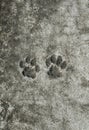 pair of animal prints cat trail froze on a concrete path in th