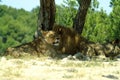 The lion and lioness rest in the shade of a tree Royalty Free Stock Photo