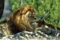 The lion and lioness rest in the shade of a tree Royalty Free Stock Photo