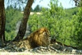 The lion and lioness rest in the shade of a tree Royalty Free Stock Photo