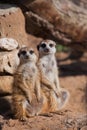 A pair of animals .. A watchful peppy meerkat Timon on a sandy desert background is watching closely