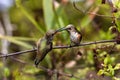 Pair of Anna`s Hummingbirds on branch. Female feeding her young.