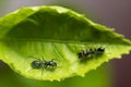 Pair of Ant Mimicking Spider Royalty Free Stock Photo