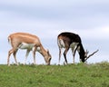 Pair of Antelopes