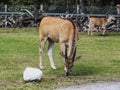 Pair antelopes