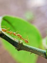 A pair of ants fighting Royalty Free Stock Photo