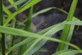 A pair of ants are playing on the leaves