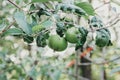 Apples Growing on Tree Branch