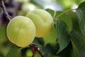 A pair of apricots growing on apricot tree Royalty Free Stock Photo