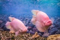 Pair of aquarium fish gourami Royalty Free Stock Photo