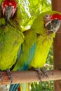 A pair of Ara Ambigua parrots in love. Great green macaw also known as the great military macaw or Buffon`s macaw. or the great