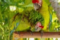 A pair of Ara Ambigua parrots in love. Great green macaw also known as the great military macaw or Buffon`s macaw. or the great