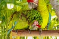 A pair of Ara Ambigua parrots in love. Great green macaw also known as the great military macaw or Buffon`s macaw. or the great