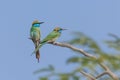 A Pair of Arabian Green Bee-Eaters