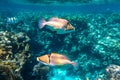 Pair of Arabian picassofish Rhinecanthus assasi, triggerfish in a coral reef in Red Sea, Egypt. Two unusual tropical bright fish Royalty Free Stock Photo