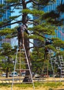 A pair of arborists, tree surgeons, at work in Tokyo Japan. Royalty Free Stock Photo