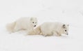 Pair of arctic fox on snow hill with one following the other dow Royalty Free Stock Photo