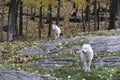 Pair of Arctic Wolves in a fall, forest environment Royalty Free Stock Photo