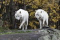 Pair of Arctic Wolves in a fall, forest environment Royalty Free Stock Photo