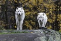 Pair of Arctic Wolves in a fall, forest environment Royalty Free Stock Photo