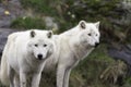 Pair of Arctic Wolves in a fall, forest environment Royalty Free Stock Photo