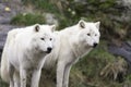 Pair of Arctic Wolves in a fall, forest environment Royalty Free Stock Photo