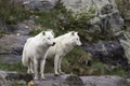 Pair of Arctic Wolves in a fall, forest environment Royalty Free Stock Photo