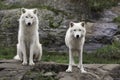 Pair of Arctic Wolves in a fall, forest environment Royalty Free Stock Photo