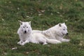 Pair of Arctic Wolves in a fall, forest environment Royalty Free Stock Photo