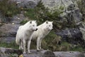 A pair of Arctic Wolves