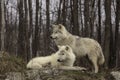 A pair of Arctic wolves