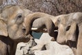 Two Elephants With Their Trunks Intertwined Together