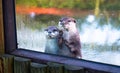 Asian small-clawed otters Amblonyx cinereus Royalty Free Stock Photo